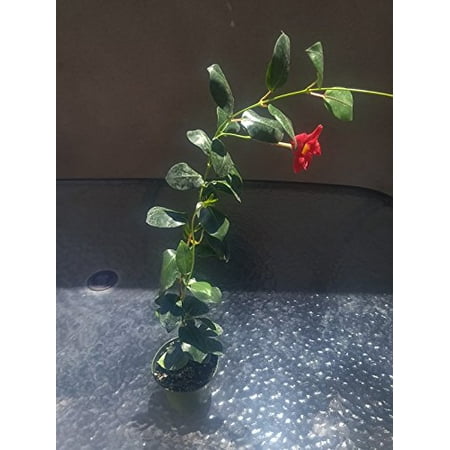Mandevilla Dipladenia 'Red Riding Hood' ~ Perennial Flowering (Best Flowering Perennials For Zone 7)