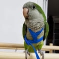 thumbnail image 3 of Ludlz 1.2M Bird Harness and Leash, Adjustable Flying Anti-bite Training Rope for Parrots African Grey Cockatoo and Reptile Lizard Outdoor Walk, 3 of 6