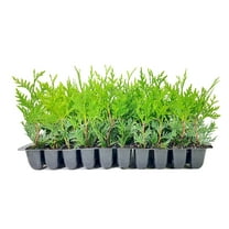 Green Giant Arborvitae  10 Pack  Thuja Plicata  Evergreen Plant Privacy Screening Trees