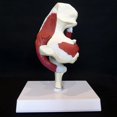 thumbnail image 3 of Human Hip Joint Model With Muscles For Teaching Anatomy Model, 3 of 4