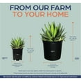 thumbnail image 3 of Nature's Way Farms Agave Quadricolor Live Plant (12-15 in. Tall) in Grower Pot, 3 of 4