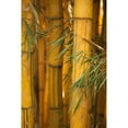 thumbnail image 3 of Millet, Karyn 17x24 Black Modern Framed Museum Art Print Titled - Bamboo II, 3 of 5