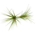 thumbnail image 2 of ragnaroc Air Plants - Tillandsia Tenuifolia Blue, Large 3-5" - 1ct - Live Arrival Guaranteed - House Plants for Home Decor & Gift, 2 of 5