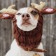 thumbnail image 5 of Gorro de invierno para mascotas, gorro tejido con animales, gorro para mascotas, fotos de disfraces para perros pequeños y medianos, bulldog francés, pug, 5 of 5