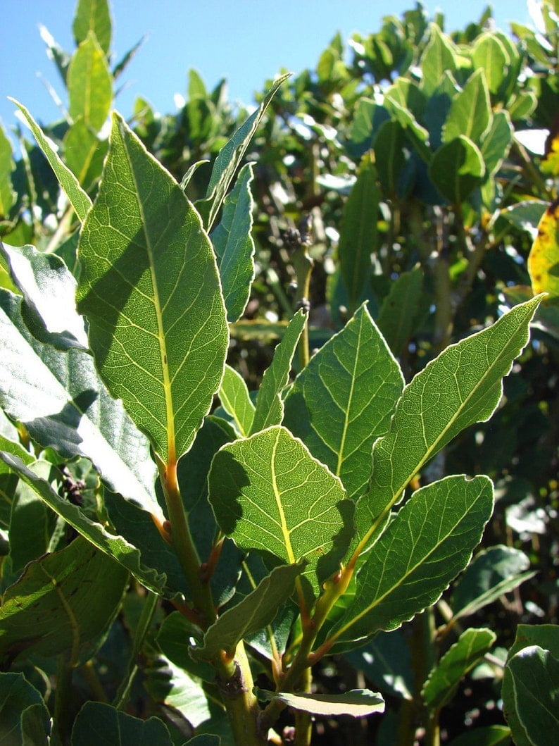 Laurus nobilis 'Bay Leaf Tree' Bay Laurel or Sweet Bay Live Plant