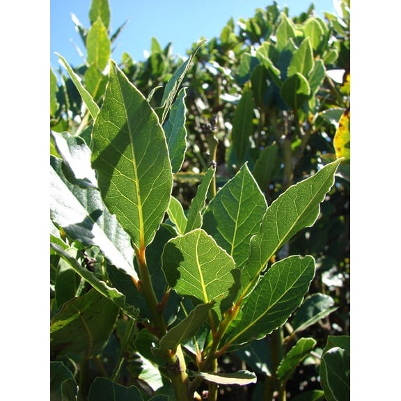 Daylily Nursery 8" Bay Leaf Tree Live Plants in 4" Pots