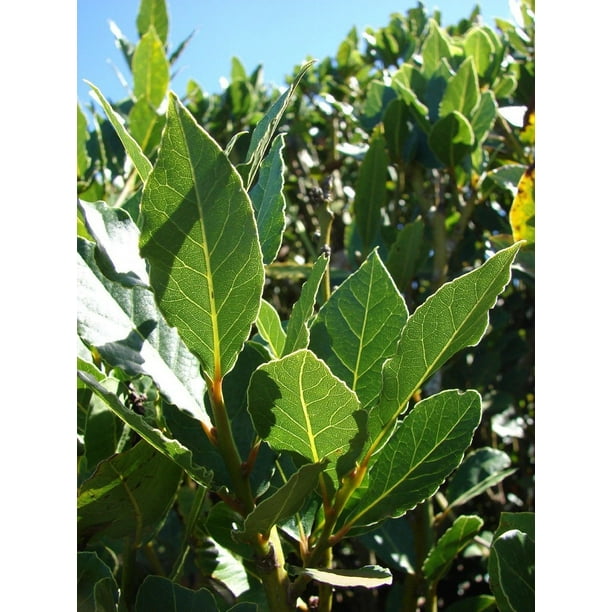Laurus nobilis 'Bay Leaf Tree' Bay Laurel or Sweet Bay Live Plant