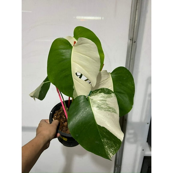 Monstera 'Albo Marble Haldmoon' Variegated Rare Plant-Exact Plant Jan 25, '25