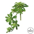 thumbnail image 3 of Vickerman 11" Artificial Green Aeonium Spray. Includes 3 sprays per pack., 3 of 4