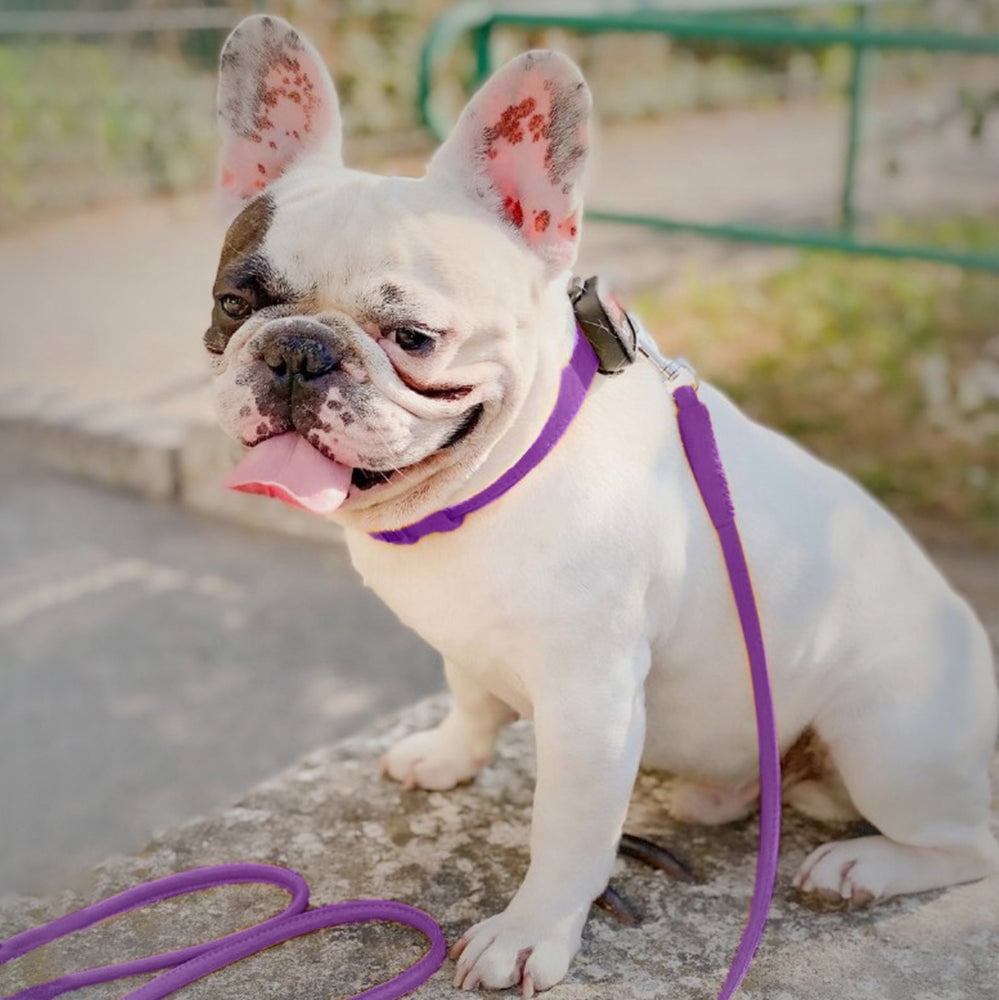 Glamour Rolled Leather Dog Leash for Small Medium and Large Dogs | Heavy Duty Strong Leather Puppy Leash for Outdoor Walking Running Training | Strong Dog Leashes for Large Breed Dogs - Yellow