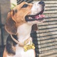 thumbnail image 3 of Etiqueta de perro que talla la etiqueta de perro divertida del animal doméstico etiqueta personalizada etiqueta del collar de perro del acero inoxidable, 3 of 5