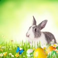 thumbnail image 1 of EREHome Polyester Fabric 5x7ft Easter Day Eggs Flowers Butterflies Rabbit Photography Backdrop Prop Photo Background, 1 of 1