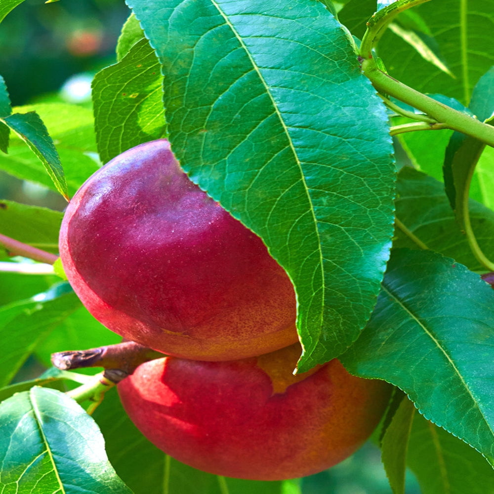 Expert Gardener 2-3 ft. tall Sun Mist Nectarine Live Tree in 5-Gallon Grower Pot