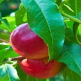 thumbnail image 4 of Expert Gardener 1-2 ft. tall Flavortop Nectarine Live Tree in 1-Gallon Grower Pot, 4 of 6
