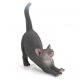 thumbnail image 2 of Gwong Juguete Simulación Mini gato Modelo de animal Decoración del hogar Accesorio para niños Juguete Estatua Regalo Gwong 30007808, 2 of 7