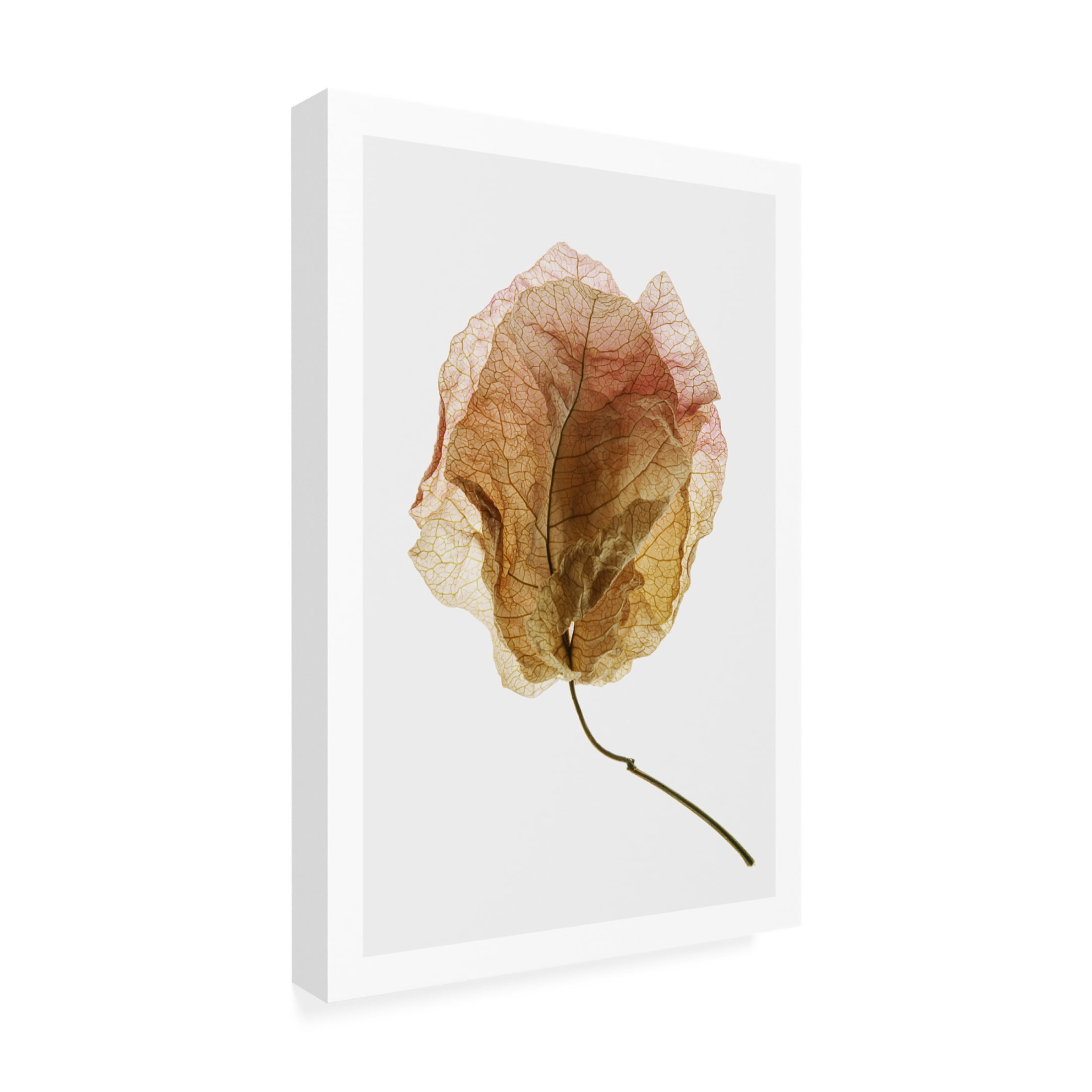Trademark Fine Art Shot by Clint Bougainvillea Study No6 Canvas Wall Art