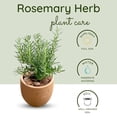 thumbnail image 4 of Indoor 10" Rosemary Plants Live in 4" Pot, Rosemary Bush for Indoors Outdoor Planting, Well-rooted and Fragrant, 4 of 6