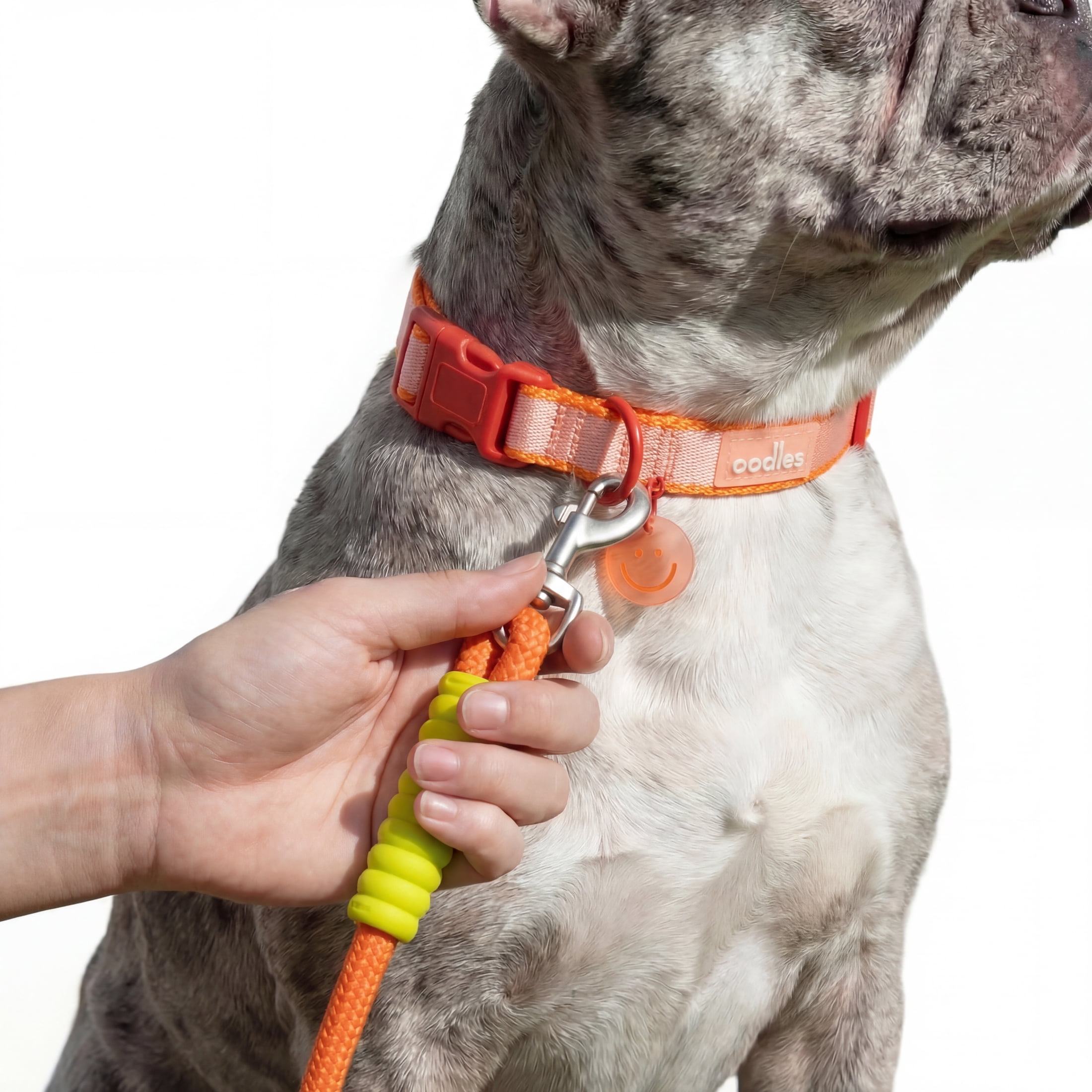 Oodles Color Wrapped 6 ft Polyester Rope Dog Leash, Multi-Colored