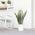 thumbnail image 4 of United Nursery Live Sansevieria Laurentii Plant 2-Pack 24-34 inches Tall in 10in Grower Pot, 4 of 6