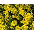 thumbnail image 3 of 1000 Seeds BROWN MUSTARD Brassica Juncea Vegetable Herb Seeds, 3 of 9