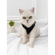 thumbnail image 2 of 1pc Letter Graphic Pet Tank, Summer Cool Pet Apparel, 2 of 4