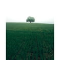 thumbnail image 3 of Lindsten, Christian 12x14 Black Modern Framed Museum Art Print Titled - The Lonely Oak Tree, 3 of 5