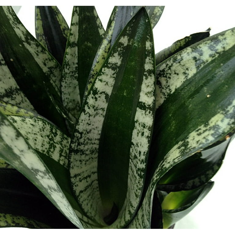 zimmerpflanzen banane Bananenpflanze 'Oriental Dwarf' - Musa oriental dwarf