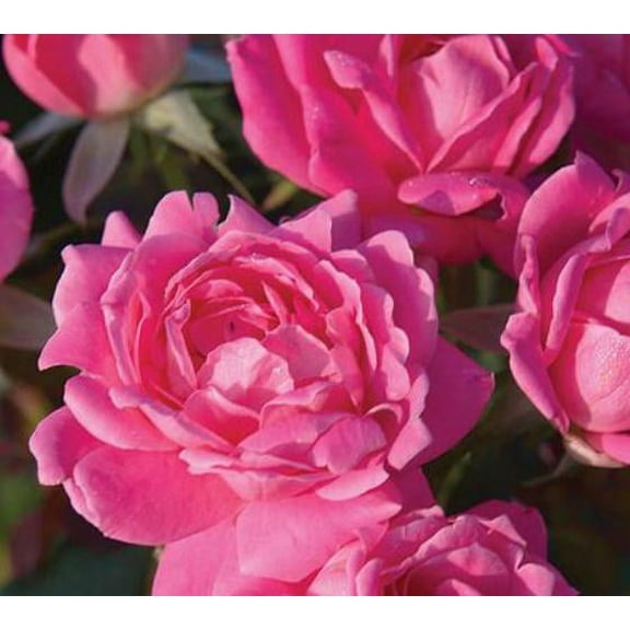 Pink Double Knock Out® Rose - Live Plant | 1 Quart | Full Sun | Repeat Blooms | Fast Growing
