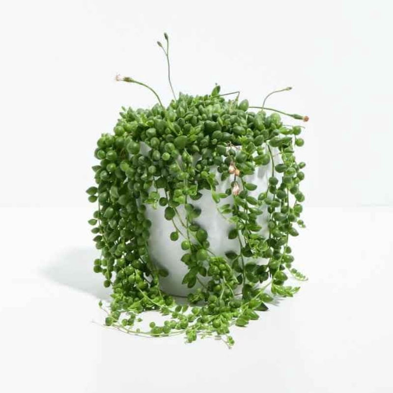 String of Pearls Indoor Succulent Plant Live – 4 Inch Plastic Pot