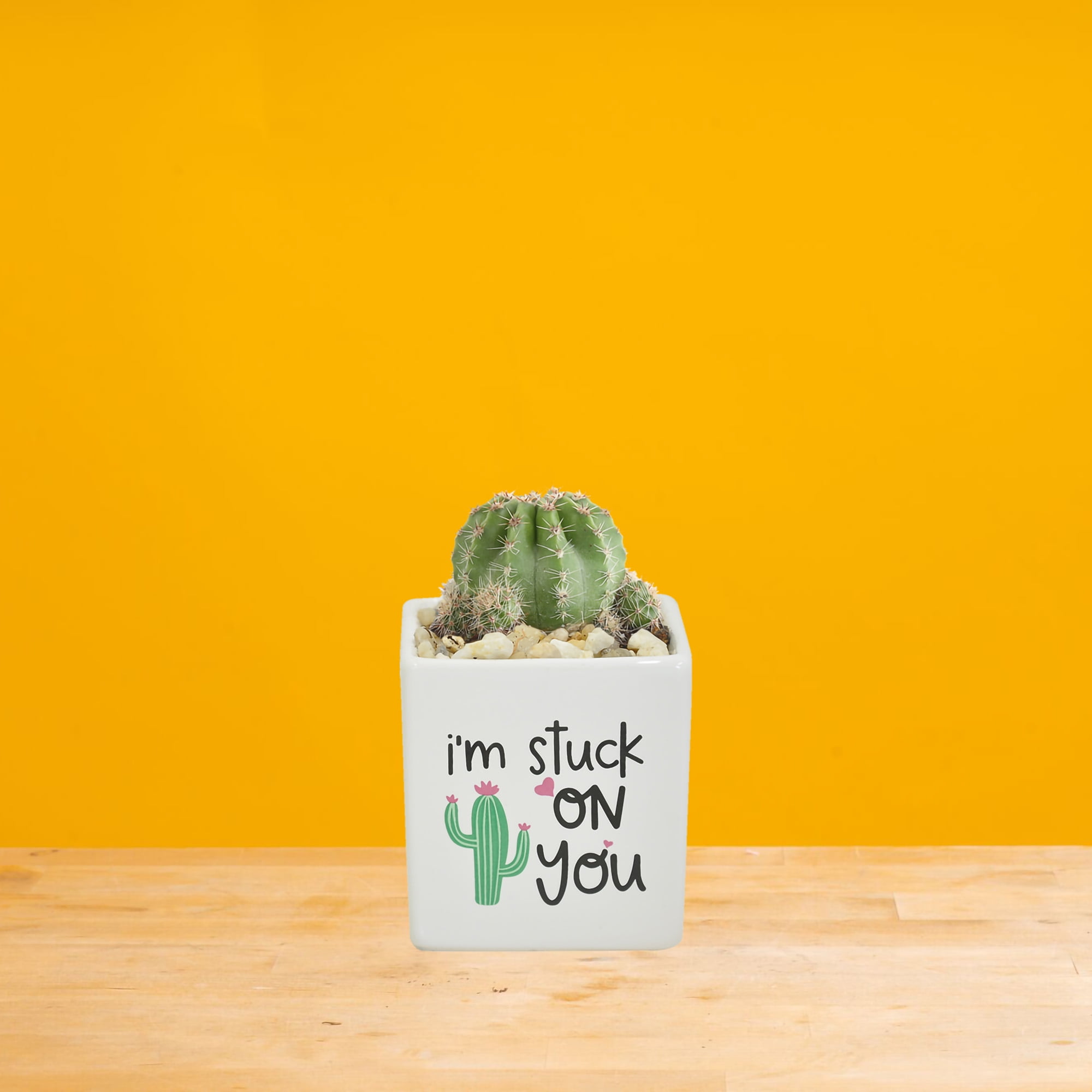 Costa Farms 2-4" Tall Small Cactus, Bright Direct Sunlight, Indoor Live House Plants