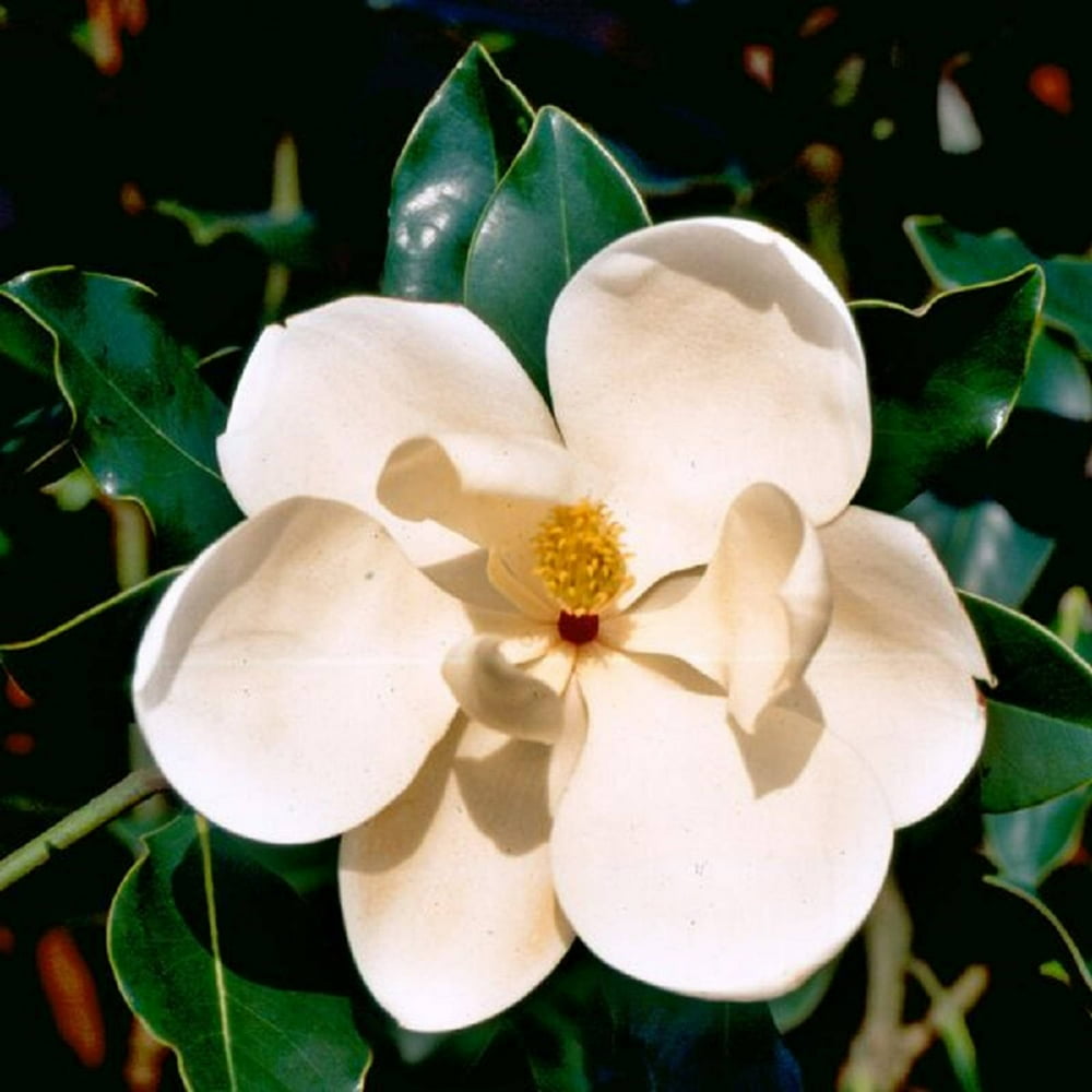 Flowerwood Outdoor Live Little Gem Magnolia Evergreen Tree
