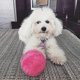 thumbnail image 5 of Juguete eléctrico para perros y gatos con bola rodante mágica que se activa automáticamente y funciona con pilas, juguete de peluche para limpiar el suelo, nuevo -3006725721524, 5 of 5