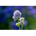 thumbnail image 4 of Globe Gilia Flower Seeds, 1000 Seeds Per Packet, Isla's Garden Seeds, 4 of 9