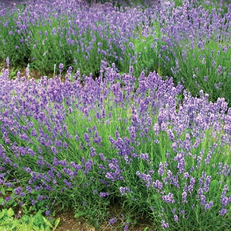 Ferry-Morse Online Edition 400MG Lavender Munstead Seeds, Full Sun