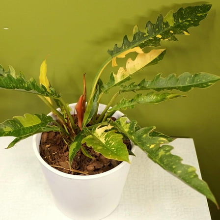 Ring of Fire Philodendron-Colorful Tropical Plant-Air Purifying  6" Pot