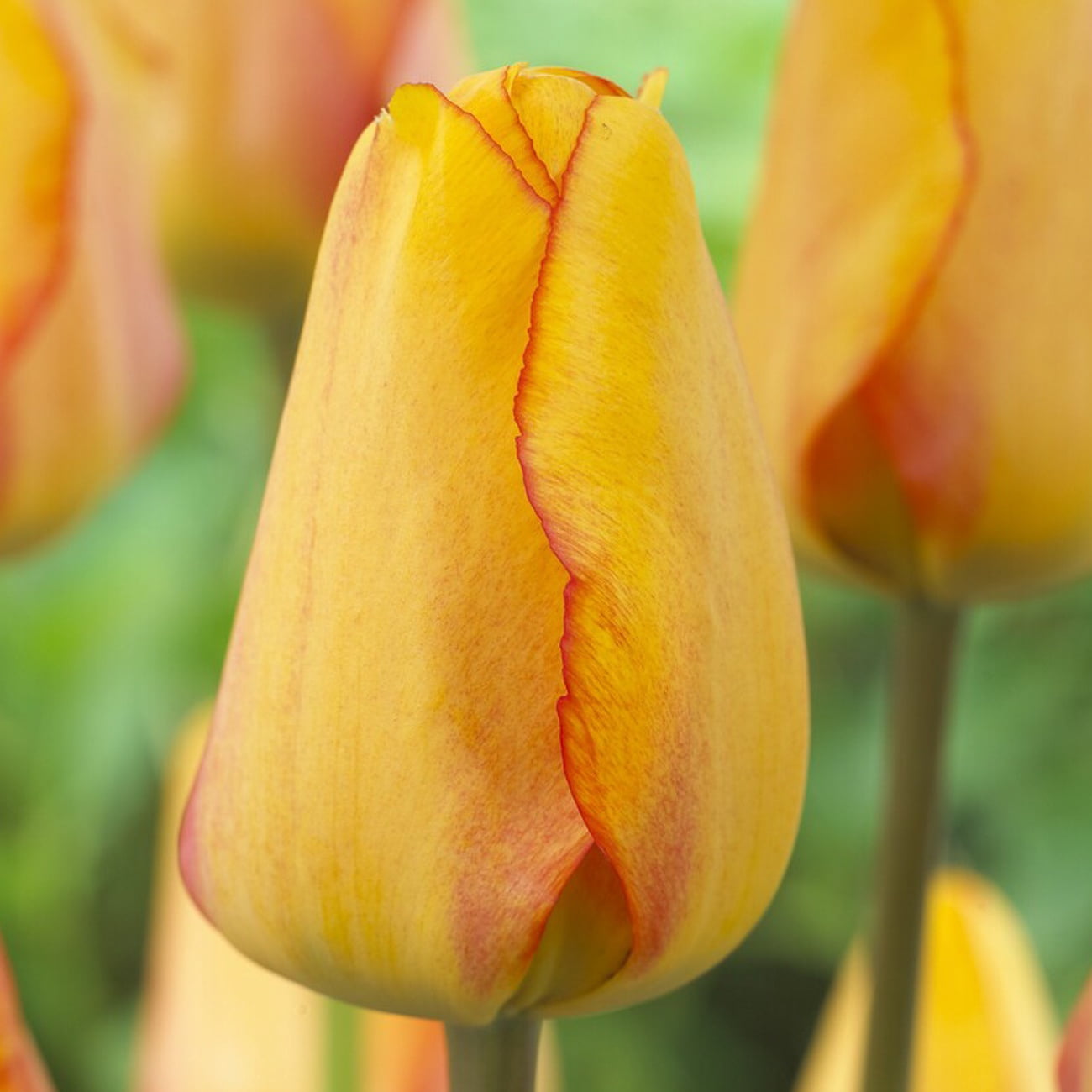 Van Zyverden Tulips Blushing Apeldoorn Set of 12 Bulbs, Multicolor, Partial Sun, Perennial