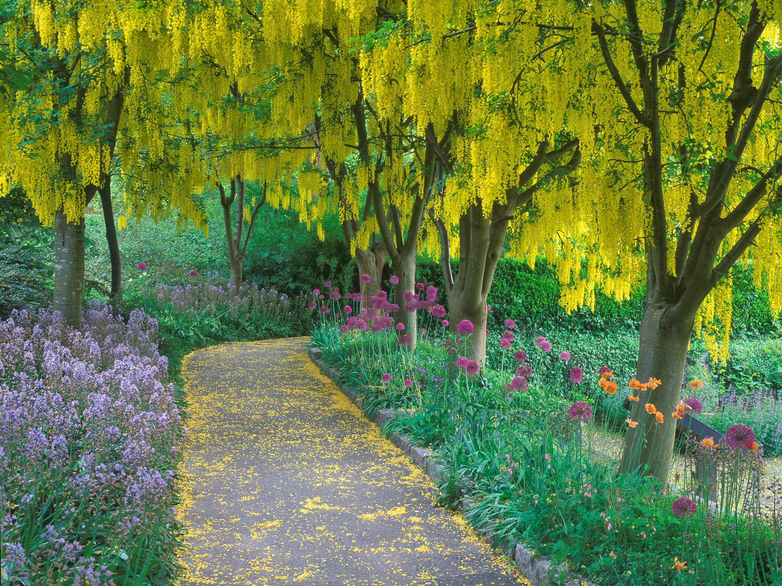 Outdoor Waterproof and Weatherproof Wall Canvas Art, GOLDENCHAIN TREE