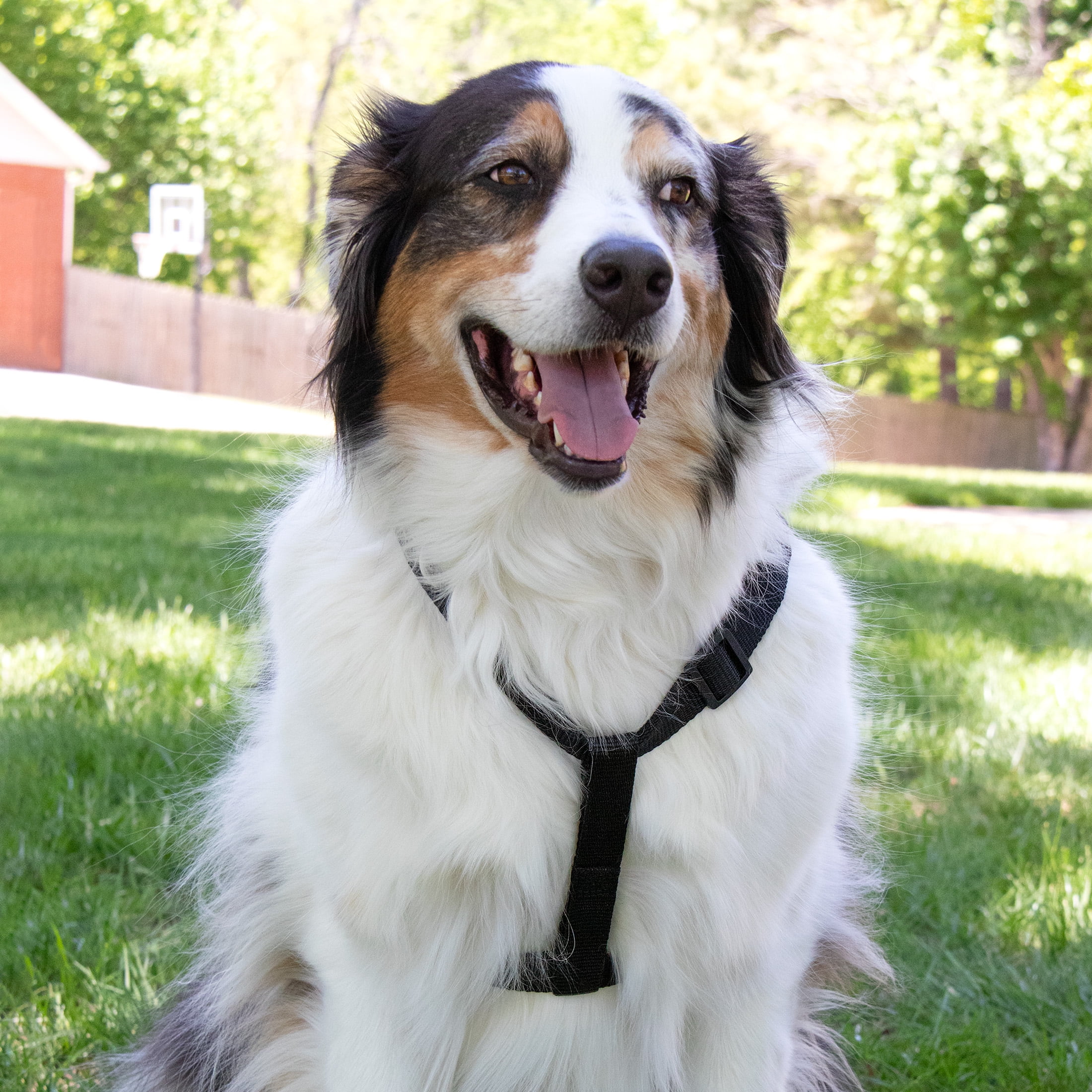 Pet Champion Large Basic Step-In Dog Harness