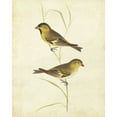 thumbnail image 2 of Cassin 20x24 White Modern Wood Framed Museum Art Print Titled - Goldfinch, 2 of 4