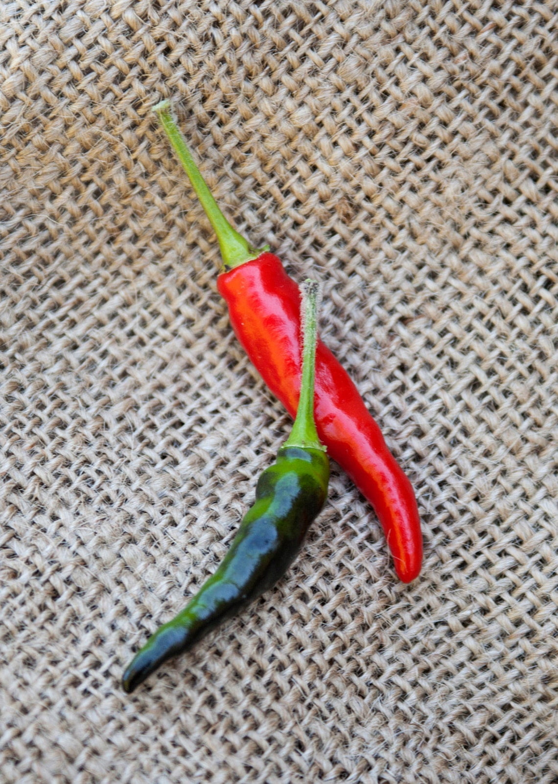 Black Cobra Goats Weed Chile Heirloom Pepper Premium Seeds Packet