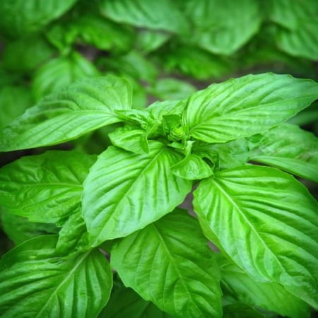 Basil, Lemon - Herb Seeds