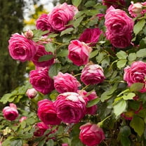 Heirloom Roses Pretty in Pink Eden® 12-15" Pink Climbing Roses Live Plants in 1 Gallon Containers