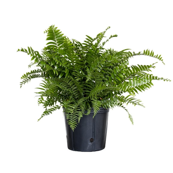 United Nursery Live Macho Fern Plant 26-32 inches Tall in 9.25-inch Grower Pot