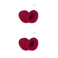 thumbnail image 2 of Jumpingount 1 par de orejeras para invierno, unisex, para ciclismo, senderismo, camping, cálido, para mantener las orejeras sin banda, rojo, L Rojo L 2piezas Jumpingount CBP145632, 2 of 6