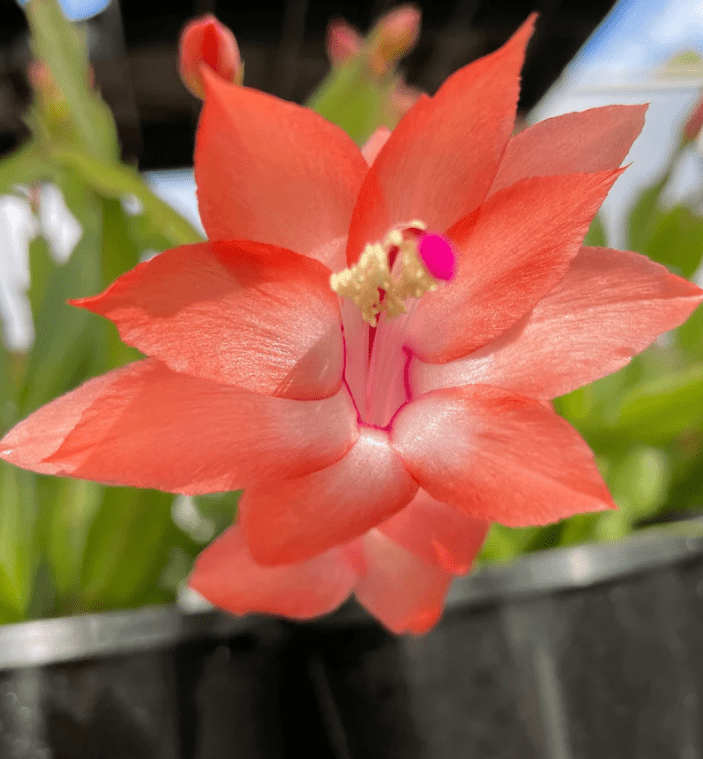 Salmon Christmas Cactus Live Plants, Holiday Cactus Plants Schlumbergera Flower Plants for Indoor Outdoor 4 to 6 Inc Tall, 2 Plants Per Pot