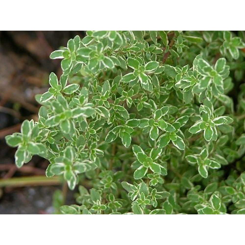 Hirt's Lemon Thyme Plant Smells Like Lemon/Tastes Like Lemon 4" Pot