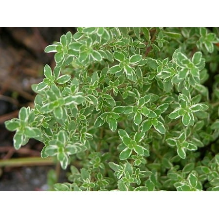 Thyme Lemon - Hirt's Lemon Thyme Plant - Smells Like Lemon/Tastes Like Lemon - 4