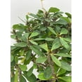 thumbnail image 4 of Florida House Plants 4" Crown of Thorns Live Plants in 4" Pots, Low Maintenance, 4 of 9