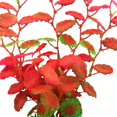 thumbnail image 4 of Plastic Fish Tank Plant Large Lifelike Artificial Aquatic Plant Fish Tank Decor, 4 of 10