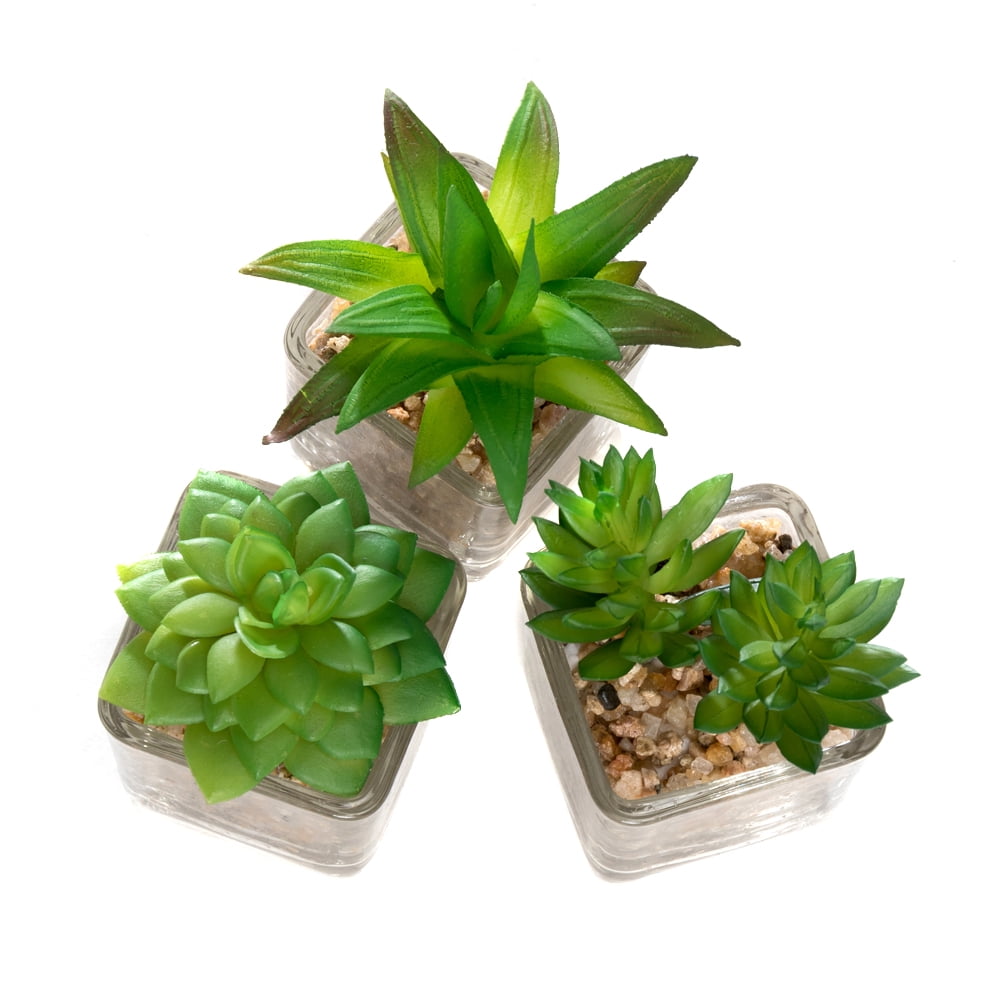 K-Cliffs Mini Succulent  Potted in Modern Cube Shape Clear Glass Pots 3pcs Set.Overall- 8.3L x 3.9W x 4.3H inches; each Pot (not including Plants)- 2L x 2W x 2H inch